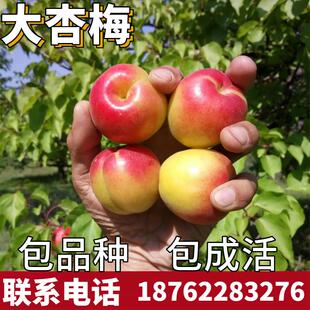 大杏梅树苗南北方地栽种植特大杏树果苗盆栽嫁接杏子苗树当年结果