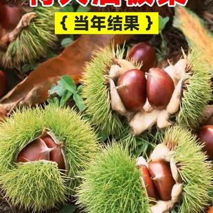 板栗苗树南北方栗子迁西板栗苗大红袍嫁接种植当年结果水果树果苗