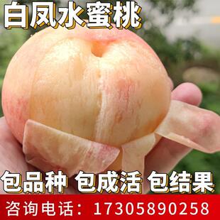 白凤水蜜桃苗南北方种植耐寒桃树果苗大树盆栽嫁接活苗当年结果