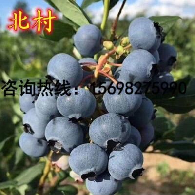 北村蓝莓苗四季盆栽地栽南方北方种植双季黑珍珠蓝莓树苗当年结果