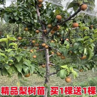 香梨雪梨砀山梨苹果梨翠冠梨树果苗新品种秋月梨皇冠梨树活苗果树