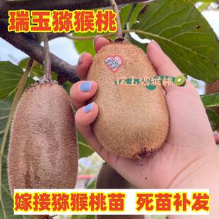 猕猴桃树果苗嫁接瑞玉猕猴桃树苗绿心奇异果苗南方北方盆地栽种植