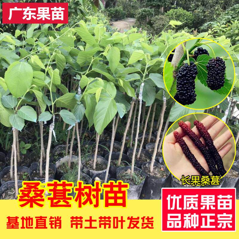 台湾四季长果桑葚树苗黑果桑葚苗嫁接桑葚树苗苗海宁桑南北方种植