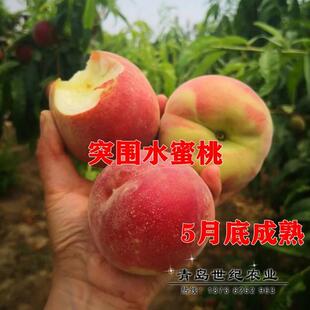 桃树果苗早熟水蜜桃突围桃树苗嫁接特大地栽果树盆栽南方北方种植