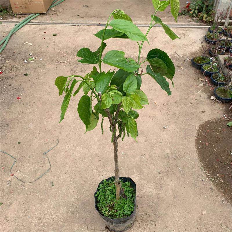 包邮正宗台湾长果桑苗带果嫁接桑葚树苗无籽黑桑果树四季开花结果