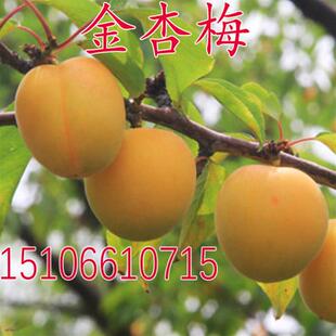 嫁接杏树苗 金杏梅杏苗 味甜可口 黄金杏梅树苗南方北方种植果树