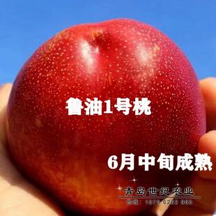 鲁油1号油桃树苗桃树果苗新品种嫁接油桃苗极早熟脆甜特大桃子苗