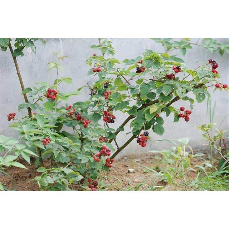 红树莓果树苗覆盆子桑树包邮四季室内当年结果树莓苗盆栽黑梅树苗