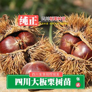 四川现挖板栗树苗栗子苗嫁接罗田大板栗树苗大红袍板栗树苗栗子树