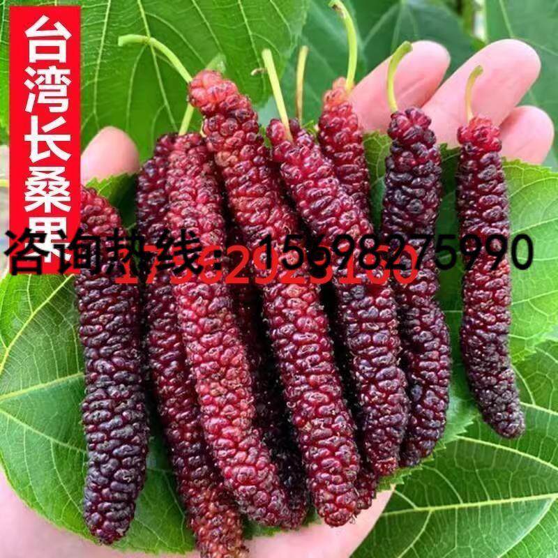 长桑葚树苗台湾长粒桑葚短黑果桑葚果苗无籽大十桑果接嫁四季结果