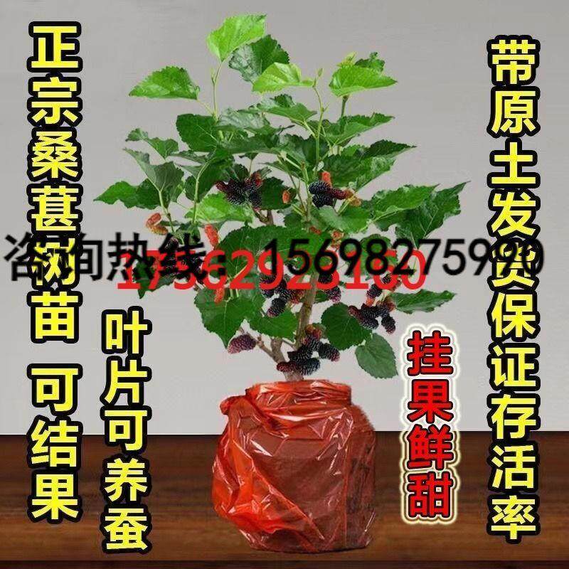 桑椹树苗当年结果桑葚苗盆景办公室绿色植物室内绿植好养桑叶盆栽