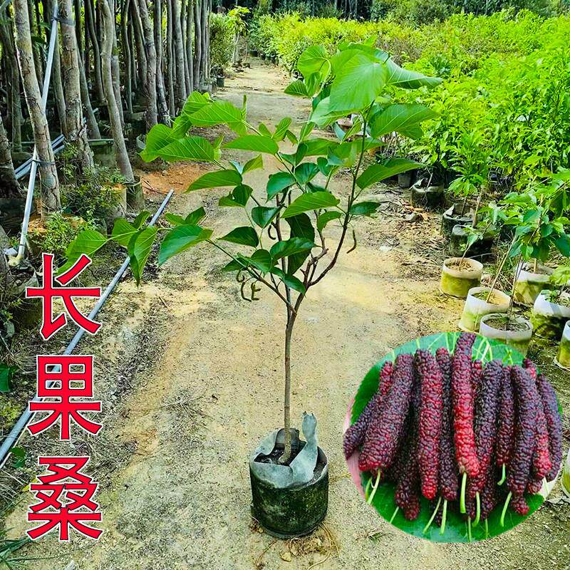 正宗台湾长果桑苗带果嫁接短果桑葚树苗盆栽无籽黑桑果树四季结果