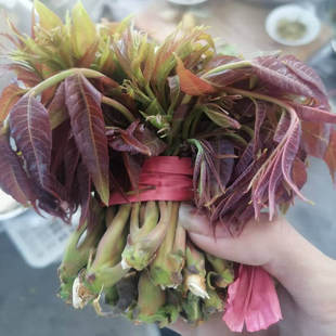 山东新鲜露天香椿芽头茬当季鲜嫩现摘现发春芽