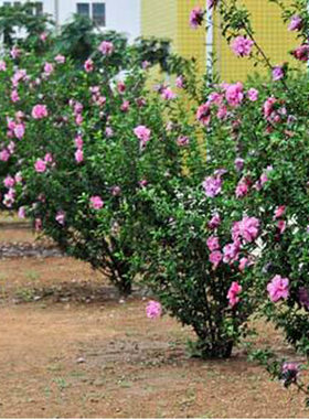 重瓣木槿花苗当年开花木槿花园绿篱植物绿化花园篱笆墙围栏