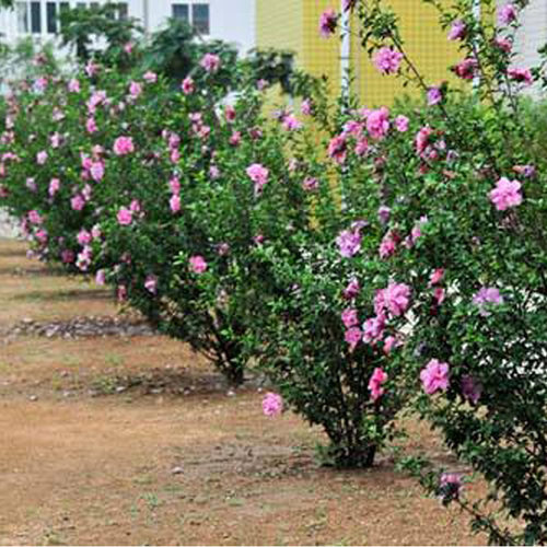 重瓣木槿花苗当年开花木槿花园绿篱植物绿化花园篱笆墙围栏