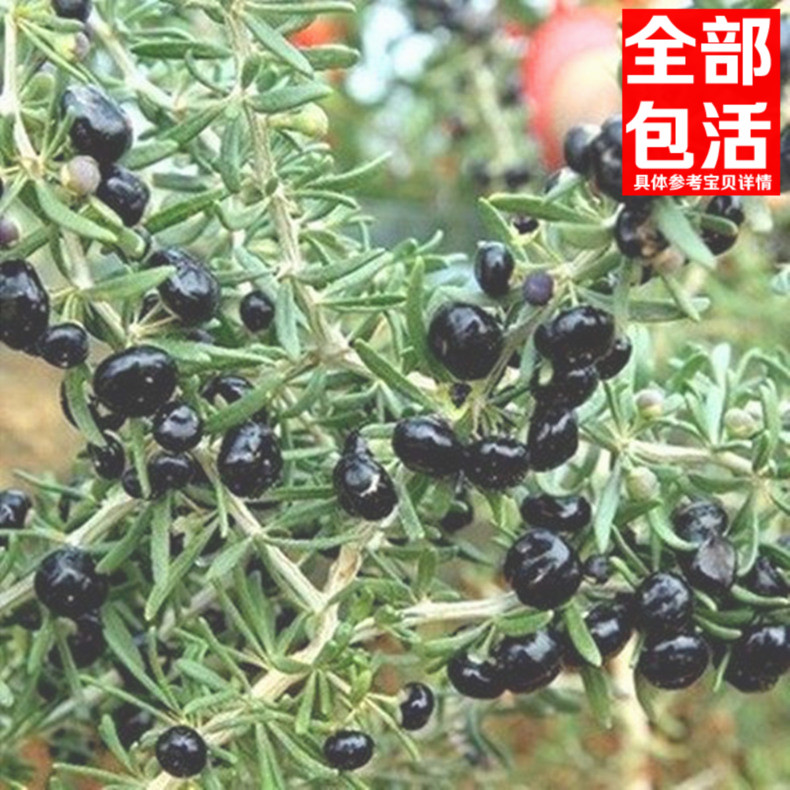 黑枸杞苗正宗西域枸杞苗枸杞樹苗枸杞子阳台盆栽地栽易成活图片