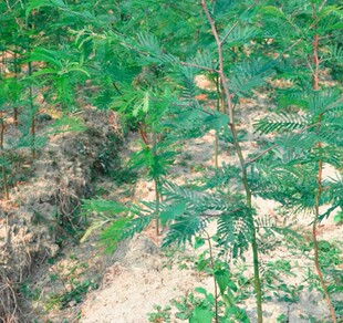 行道树类落叶乔木合欢小苗合欢树苗芙蓉树绒花树绿化苗米F