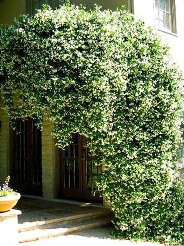 风车茉莉爬藤植物四季芳香银丝茉莉花苗四季常青耐寒花卉带花浓香