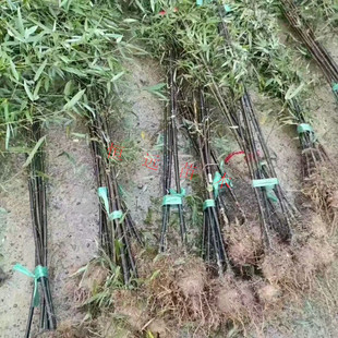 竹子室内盆栽庭院种植紫竹苗青竹苗黄金竹金镶玉竹围墙绿篱笆树苗