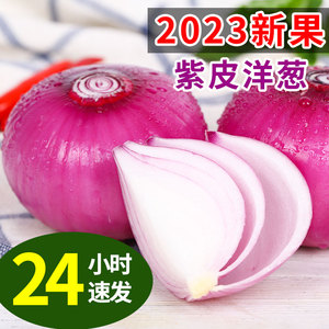 云南紫皮洋葱2023现挖大果9斤圆葱应当季蔬菜红皮包邮元葱头