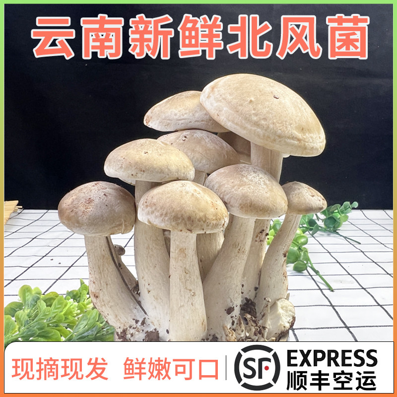 云南新鲜北风菌菇食用菌菇