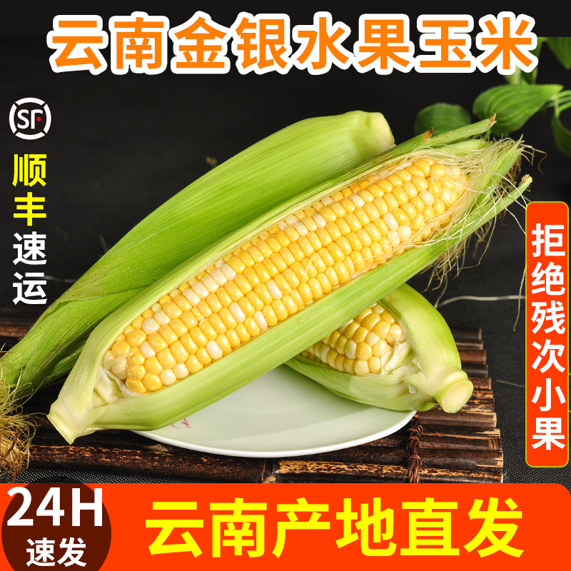 云南金银水果玉米棒新鲜甜脆蔬菜苞谷米5斤当季整箱生吃顺丰包邮