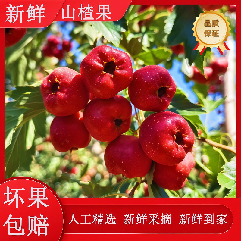 新鲜山楂果鲜果5斤现摘山里红果果大核小冰糖葫芦专用商用整箱