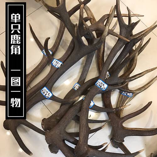鹿角整枝单支入药摆件装饰复古
