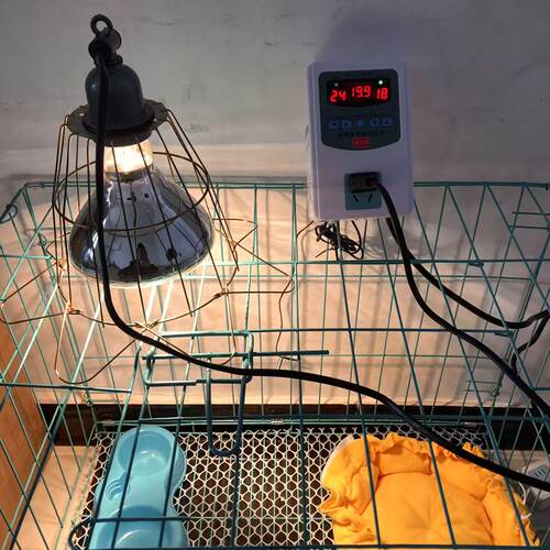 动物恒温温度控制保温智能温控器
