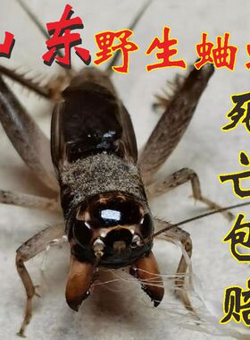 山东野生蛐蛐活虫物体斗蟋蟀地秋虫鸣精品大个宁超津阳用品具养罐