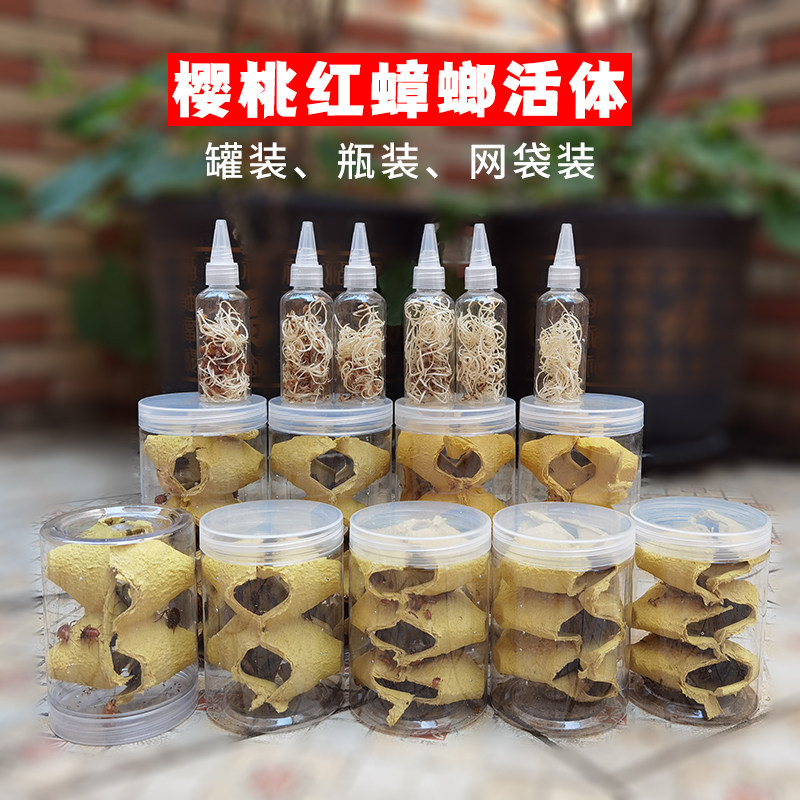 樱桃红蟑螂活体饲料罐装瓶装龙鱼蜥蜴守宫鬃狮蝎子蜘蛛食物活虫幼
