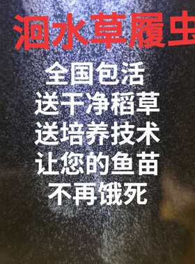 洄水 大草履虫 学校实验高纯度活体草履虫 卵生鱼苗开口料回水
