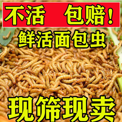 面包虫 活体 黄粉虫活虫 鹦鹉鱼 乌龟 金龙 鱼画眉鸟石蛙饲料包邮