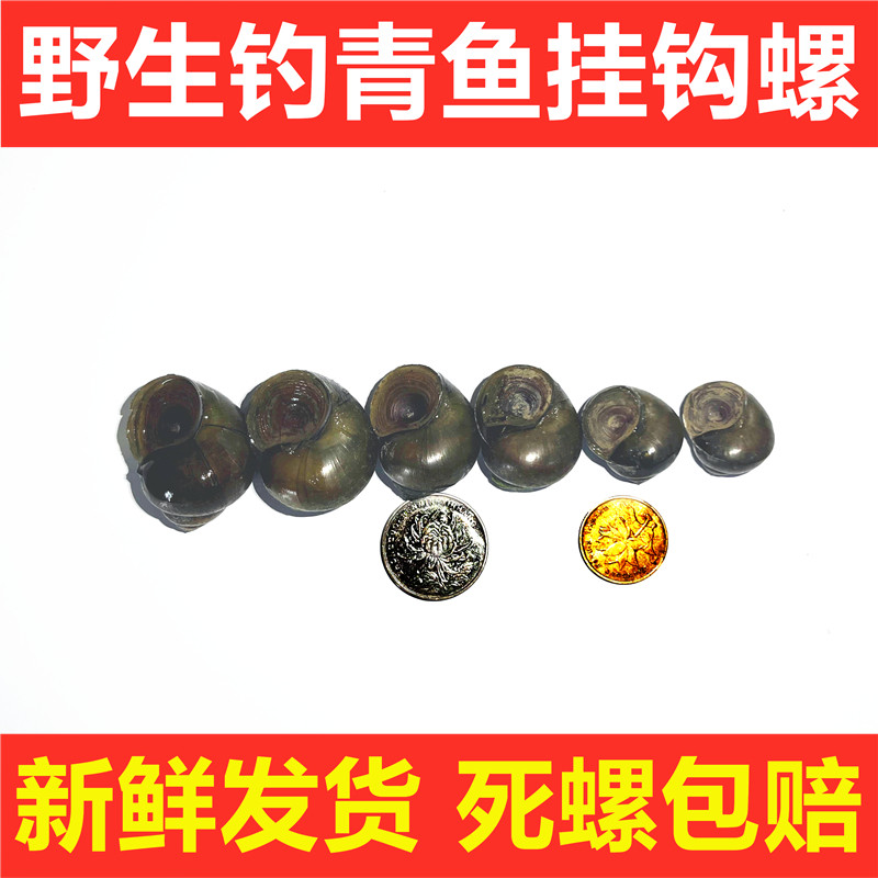 挂钩脆螺薄壳钓青鱼鲜活螺蛳泥螺小号田螺活体石螺黑鲩乌青打窝料