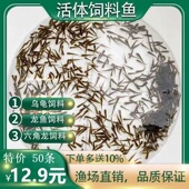 喂乌龟料小鱼活体活饲料鱼乌龟龙鱼麦穗鱼淡水开口饲料钓料包活