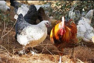 武定壮鸡贡鸡月子鸡产后术后恢复过桥米线煲汤非版纳非德宏保山鸡