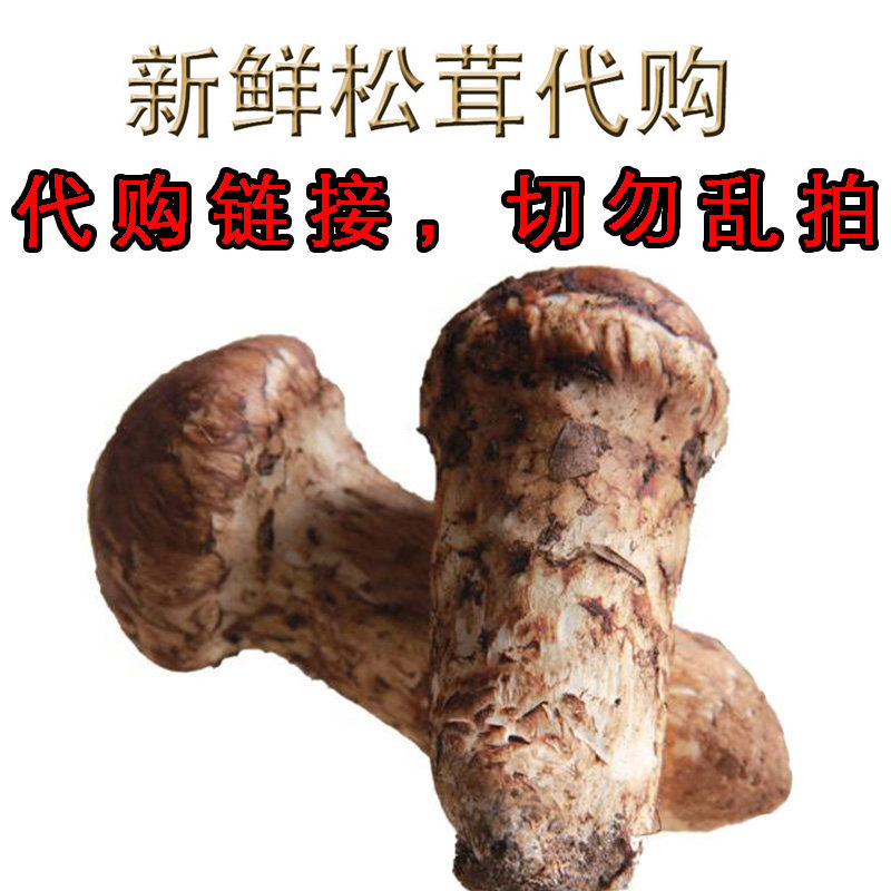 绿野山肴直播间产地松茸代购链接，拍错乱拍一律不主动退款在类目 粮油米面/南北干货/调味品, 南北干货/肉类干货, 干货/土特产, 松茸中 - 来自Buy2taobao.com提供专业的淘宝代购服务