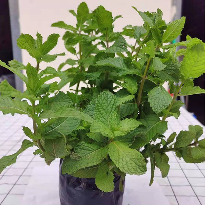 包邮云南老品种食用薄荷盆栽薄荷苗景观薄荷包邮带简易盆