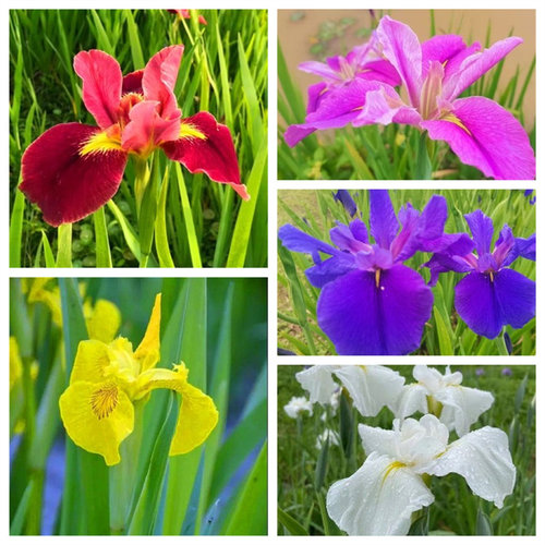 水生植物西伯利亚鸢尾花净化水质