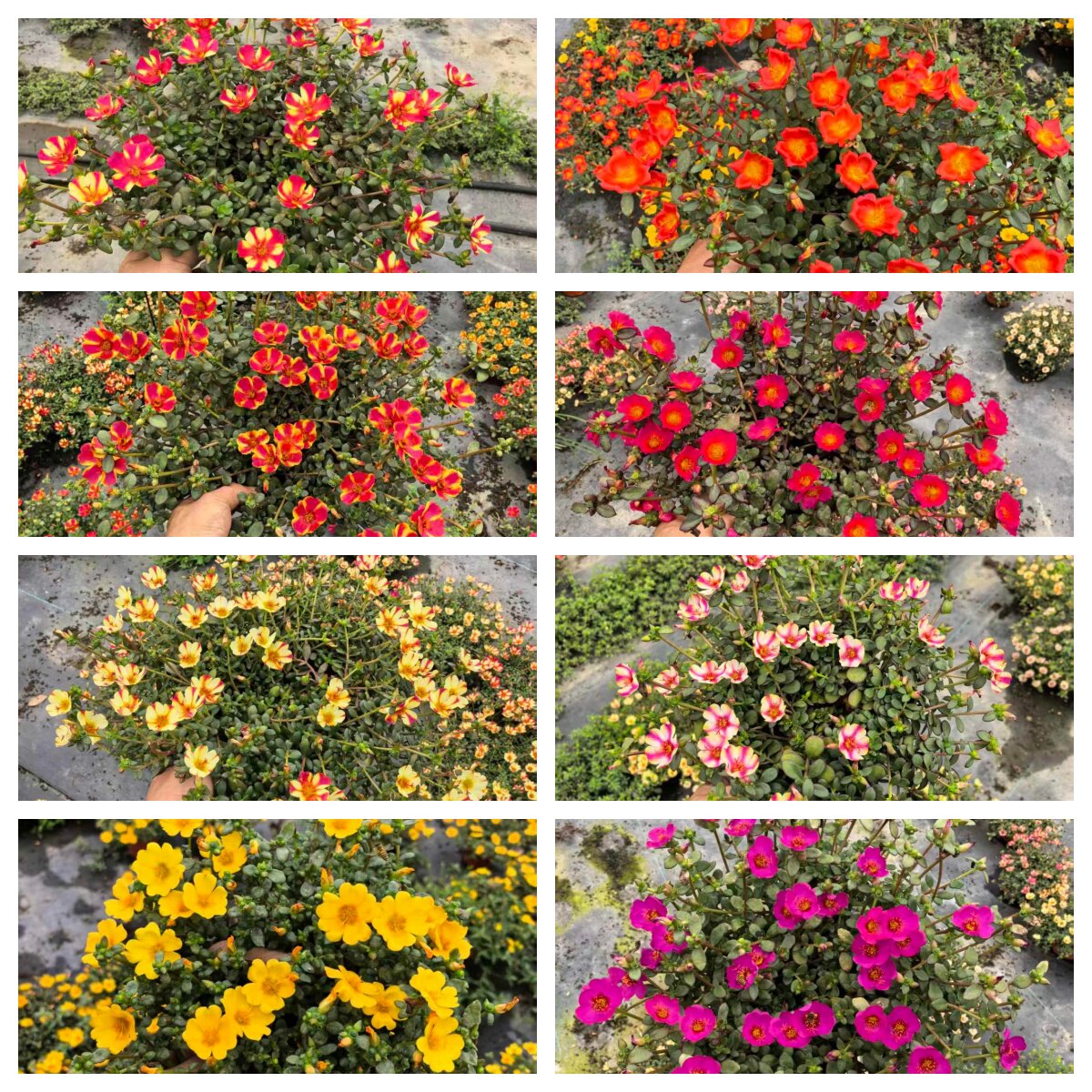 阳台庭院耐热四季开花太阳花盆栽