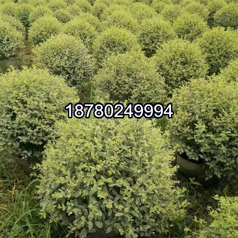 金姬银姬小蜡球形棒棒糖型本地绿化植物庭院种植四季常青美观绿植