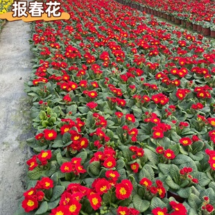 报春花盆栽带花冬季耐寒花卉室内外耐寒耐冻花卉好养易种年宵花卉
