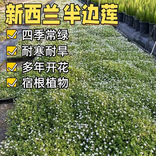 新西兰半边莲盆栽苗多年生耐寒