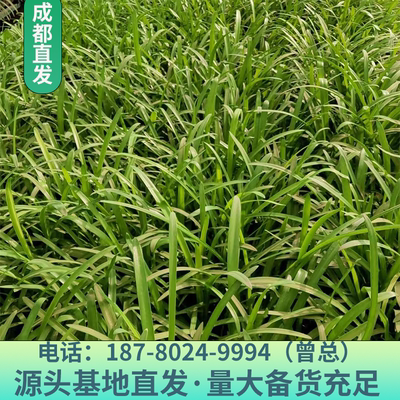 百子莲多年生常绿植物四季好养活四季种植庭院阳台观赏植物带原土