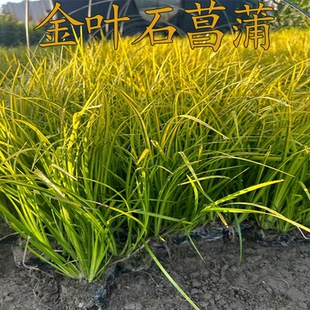 金叶石菖蒲盆栽金叶苔草培附石室内好养绿植花卉盆景耐寒工程绿化