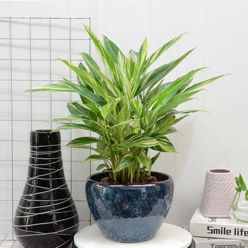 盆栽艳山姜 彩叶姜 斑纹月桃 花叶艳山姜 花叶良姜 包邮 四季常绿