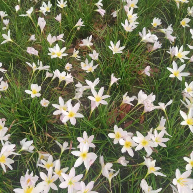 葱兰地苗地栽花苗多年生常绿草本植物红花白花绿化四季好养耐晒