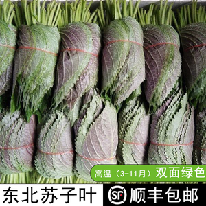 新鲜蔬菜苏子叶东北特产绿紫苏叶蘸酱菜烤肉煎肉韩式料理顺丰包邮