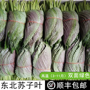 包邮 新鲜蔬菜苏子叶东北特产绿紫苏叶蘸酱菜烤肉煎肉韩式 料理顺丰
