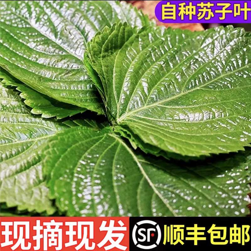 顺丰包邮新鲜苏子叶农家 菜韩国烤肉叶日式料理绿色蔬菜紫苏菜叶 水产肉类/新鲜蔬果/熟食 叶菜类 原图主图